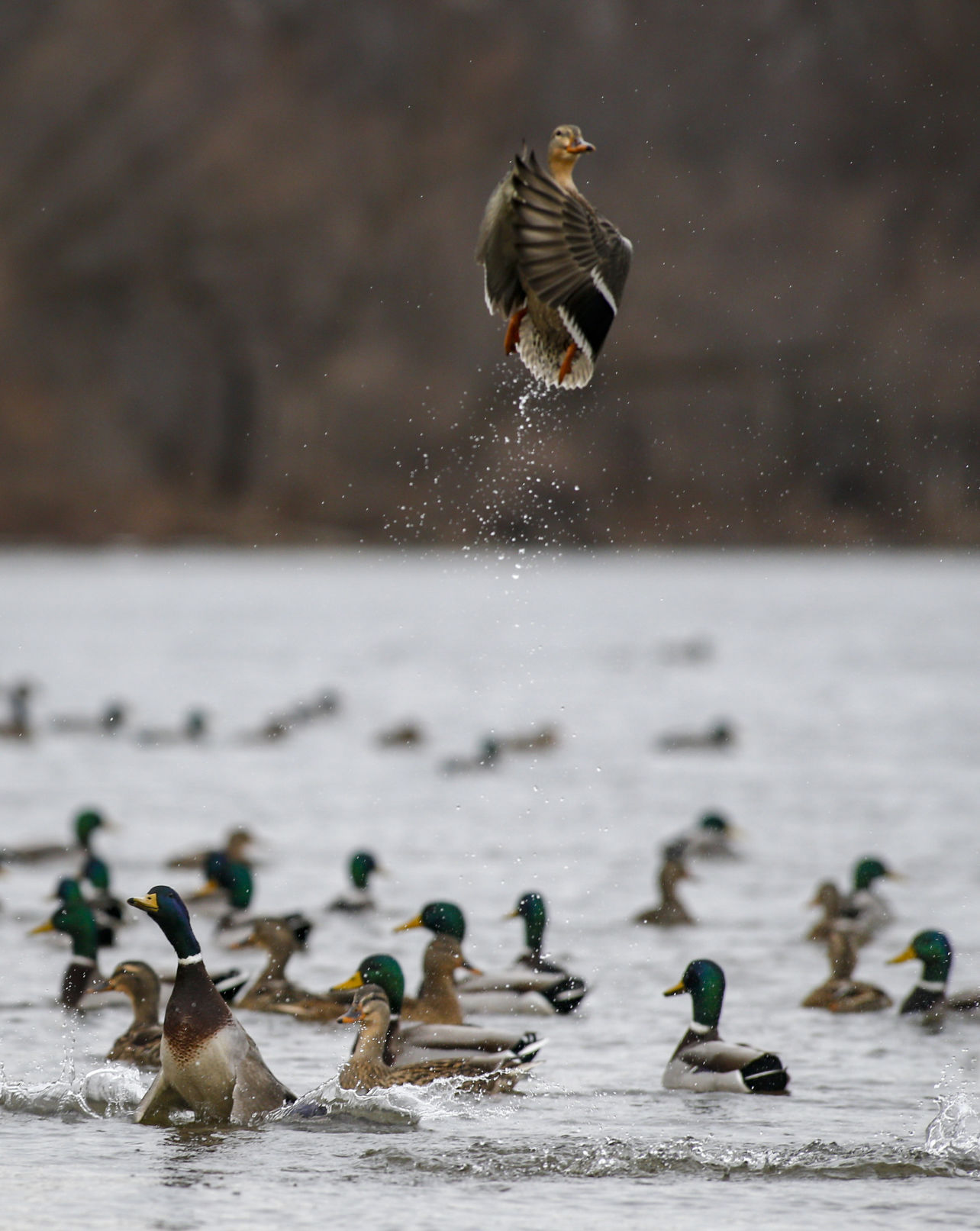 TAKING FLIGHT